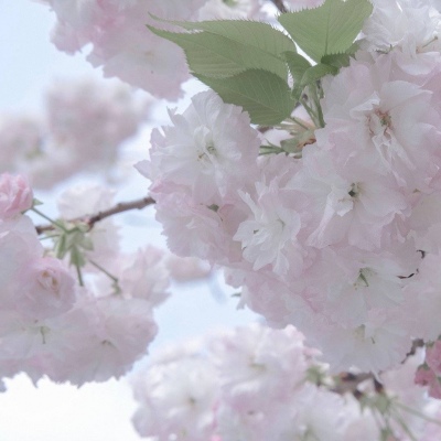 Furry插画风格打造FurryQQ群